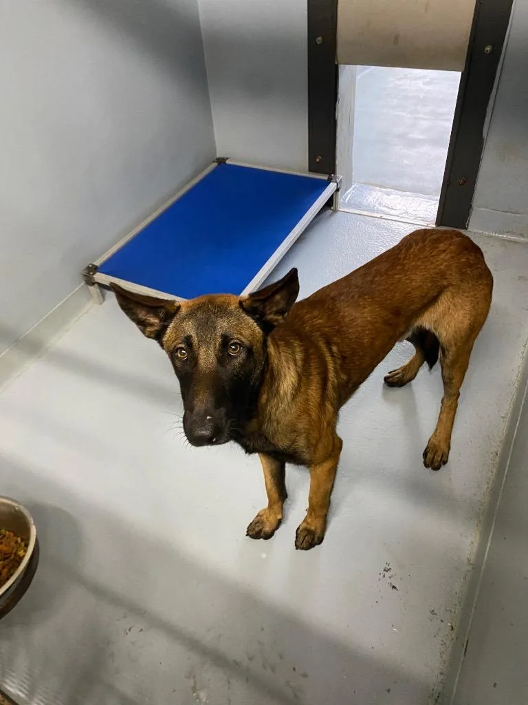 A young medium-sized male Belgian Shepherd / Malinois dog named Dixson for adoption in Cartersville , GA
