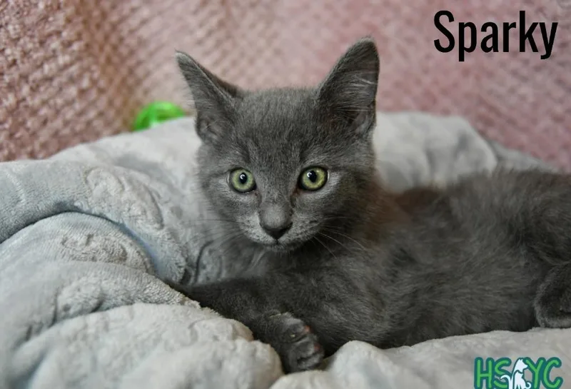 Sparky