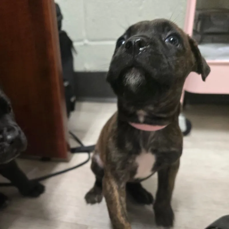 A baby small-sized female Cane Corso dog named Pancake for adoption in Waldorf, MD