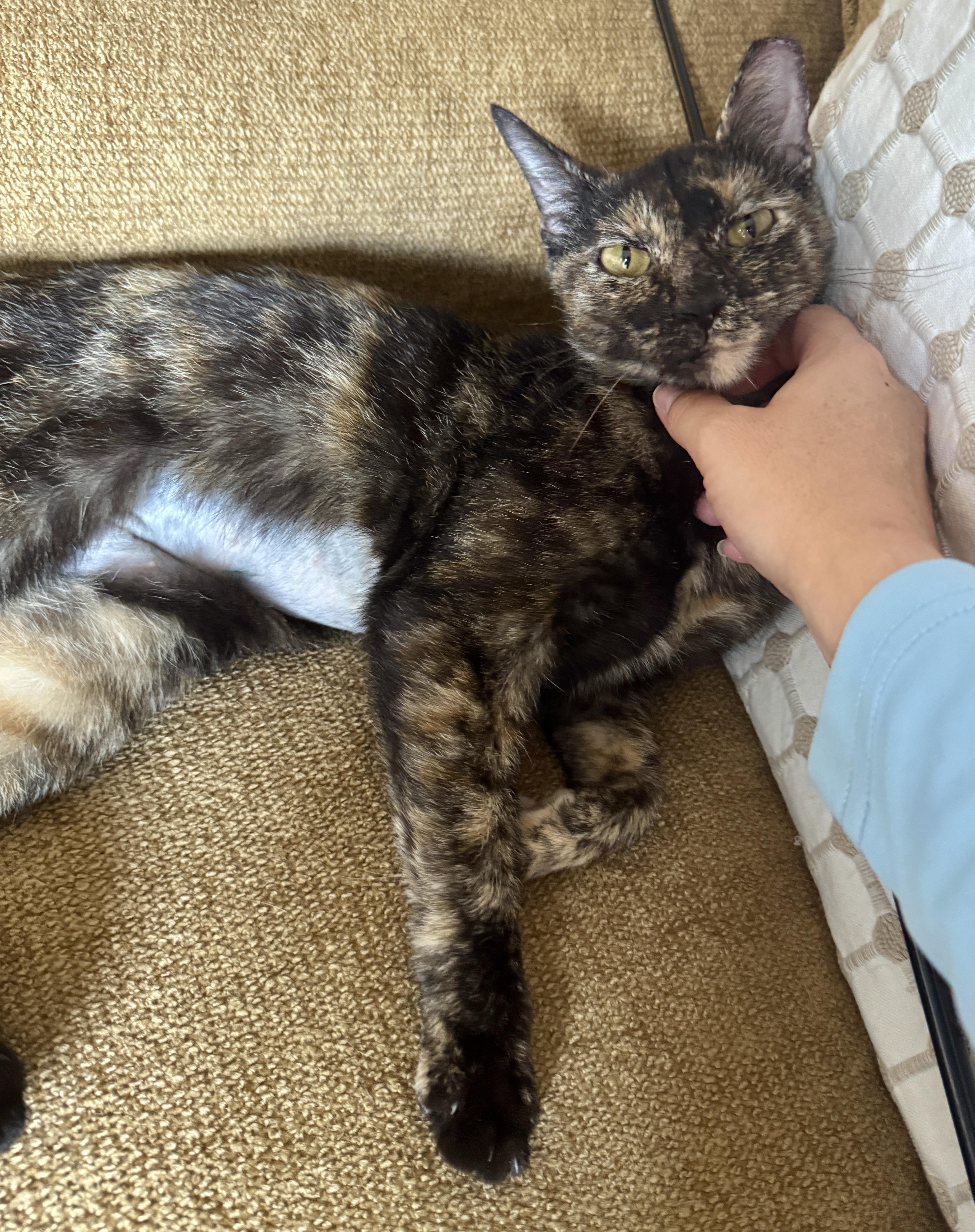 A baby small-sized female Tortoiseshell cat named Bubbles for adoption in Houston, TX