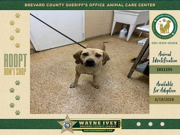 An adult large-sized male Mixed Breed dog named Hummus for adoption in Melbourne, FL