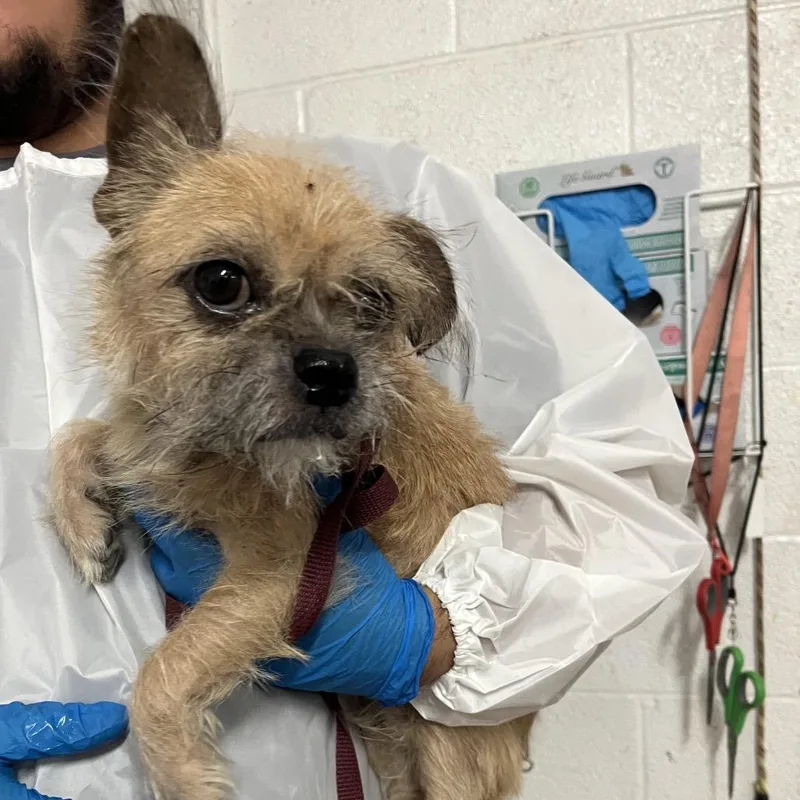 An adult small-sized male Yellow / Tan / Blond / Fawn Pug dog named Toto for adoption in Edinburg, TX