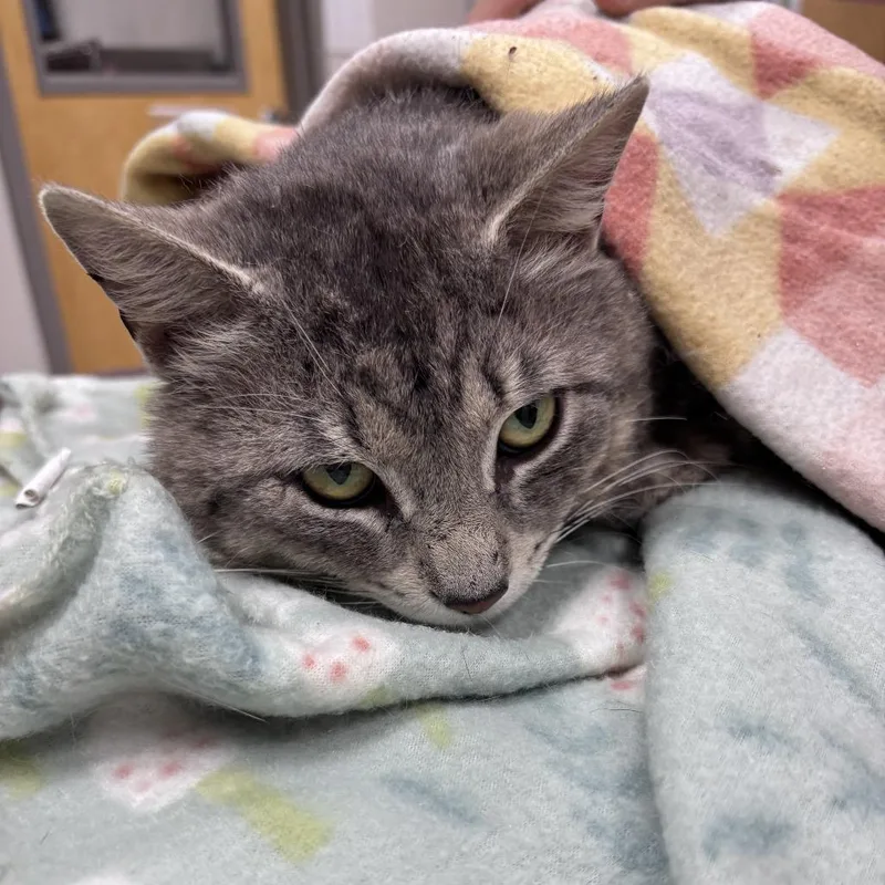 An adult large-sized male Gray / Blue / Silver Domestic Short Hair cat named Lyle  U for adoption in Tupelo, MS