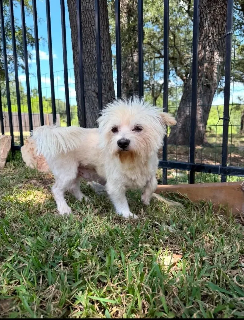 An adult small-sized male Cairn Terrier dog named Teddi for adoption in Garden Valley, ID