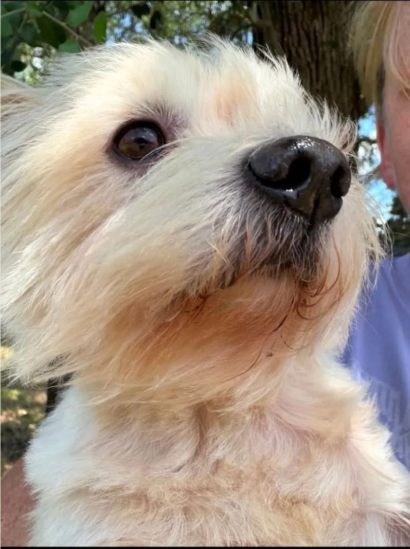 Teddi thumbnail 3