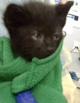 A baby medium-sized male Domestic Medium Hair cat named Jedi for adoption in Dallas, TX