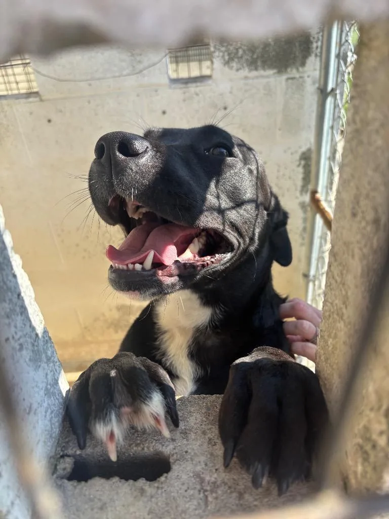 A young medium-sized female Black Labrador Retriever dog named Santana for adoption in Hartford City, IN