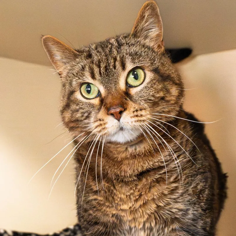 Milkshake thumbnail 2