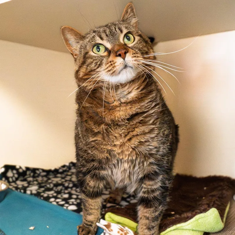 Milkshake thumbnail 3