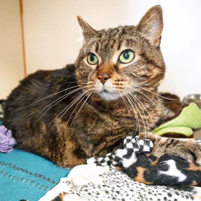 Milkshake thumbnail 4