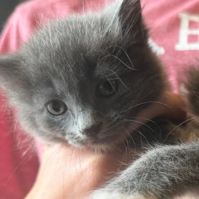 A baby small-sized female Gray / Blue / Silver Domestic Short Hair cat named Rome for adoption in Franklin, TN