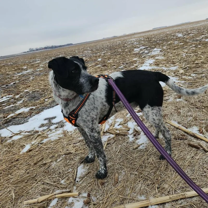 Captain Lemony Snicketts