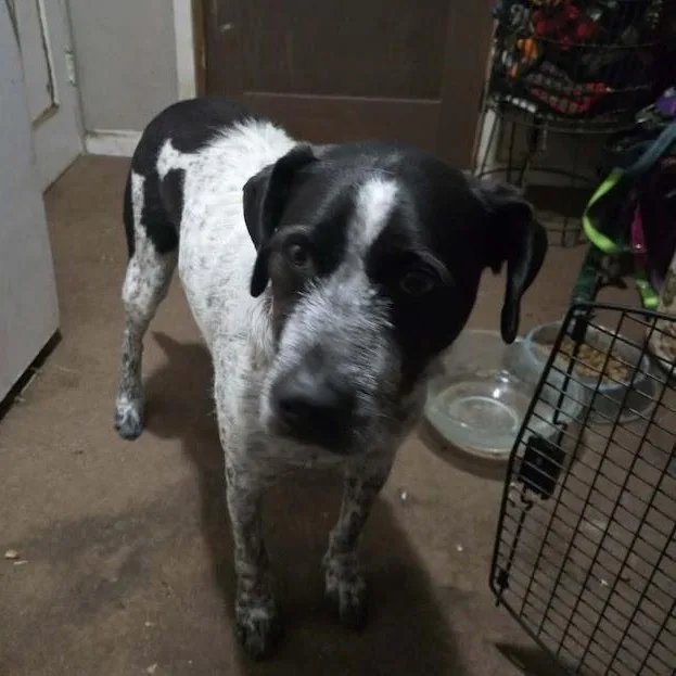 Captain Lemony Snicketts thumbnail 2