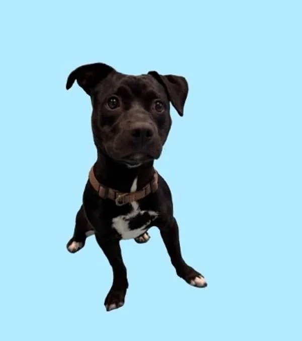 A young medium-sized male Pit Bull Terrier dog named Meatball for adoption in Hollister, CA