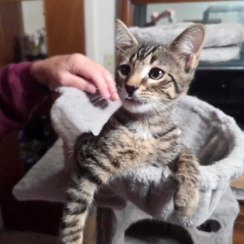 A baby small-sized male Brown / Chocolate Domestic Short Hair cat named Belioz for adoption in Philadelphia, PA