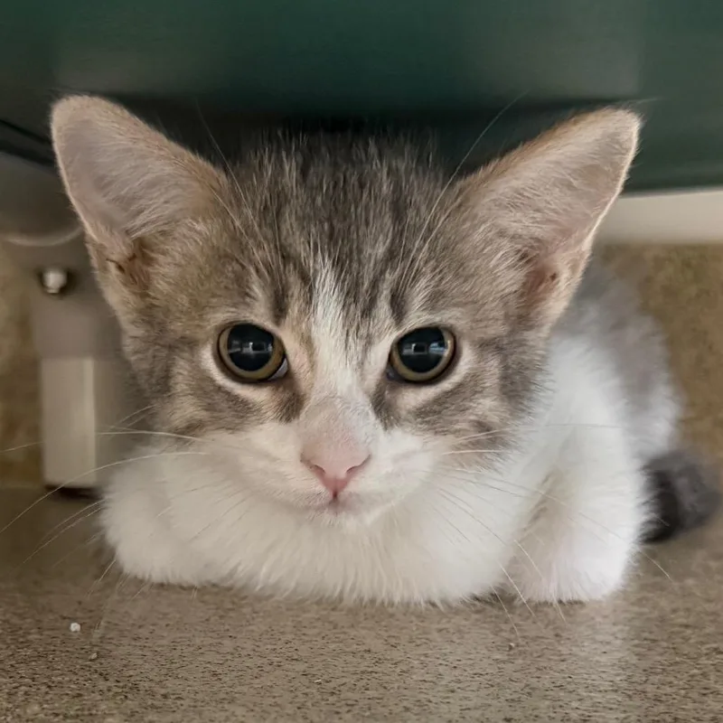 A baby small-sized male Gray / Blue / Silver Domestic Short Hair cat named Razzle for adoption in Naperville, IL