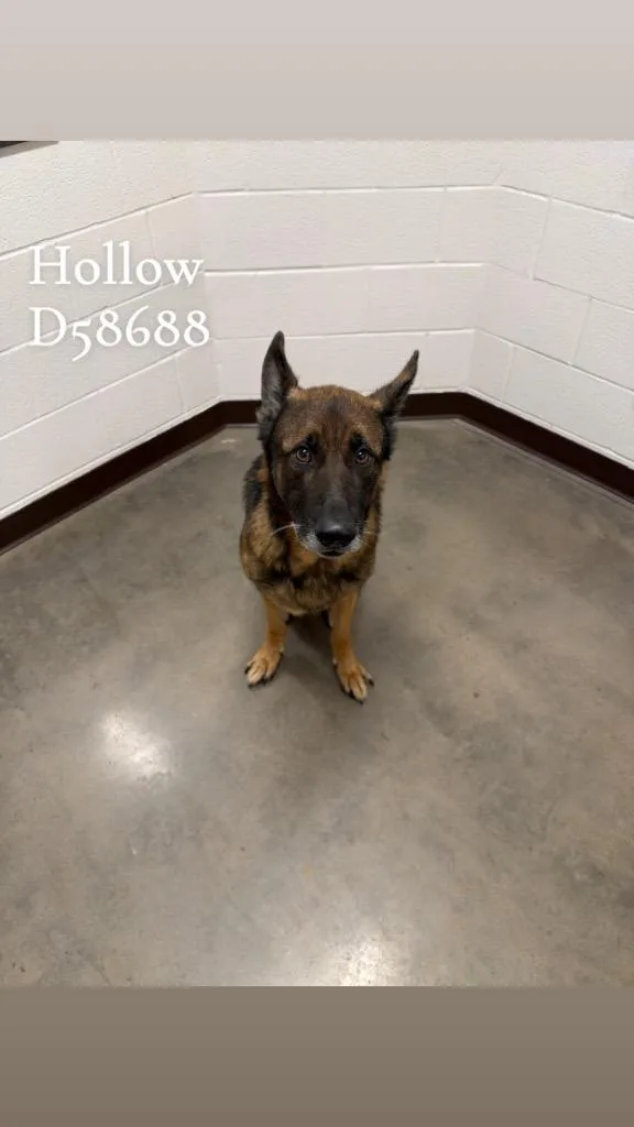 An adult large-sized male German Shepherd Dog dog named Hollow for adoption in Clarksville, TN