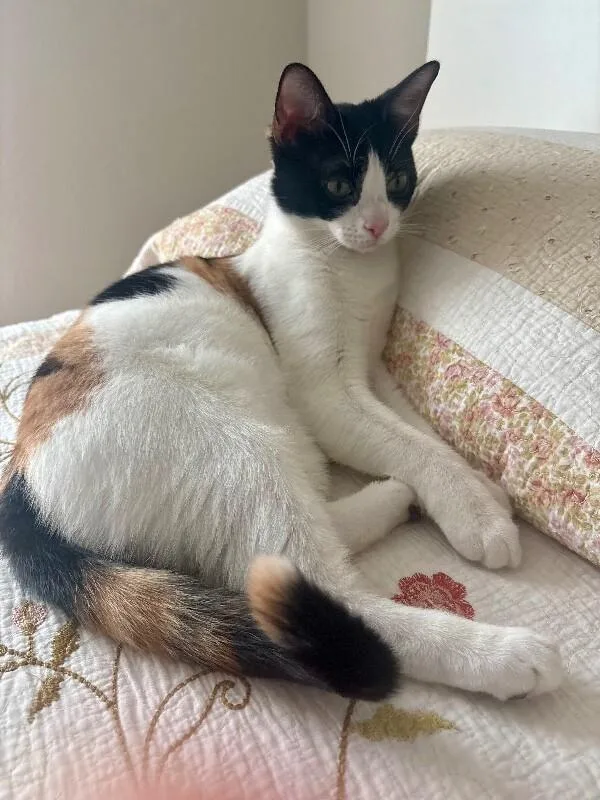 Taffy Marisol