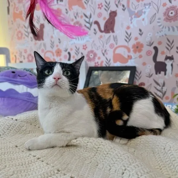 Taffy Marisol thumbnail 3