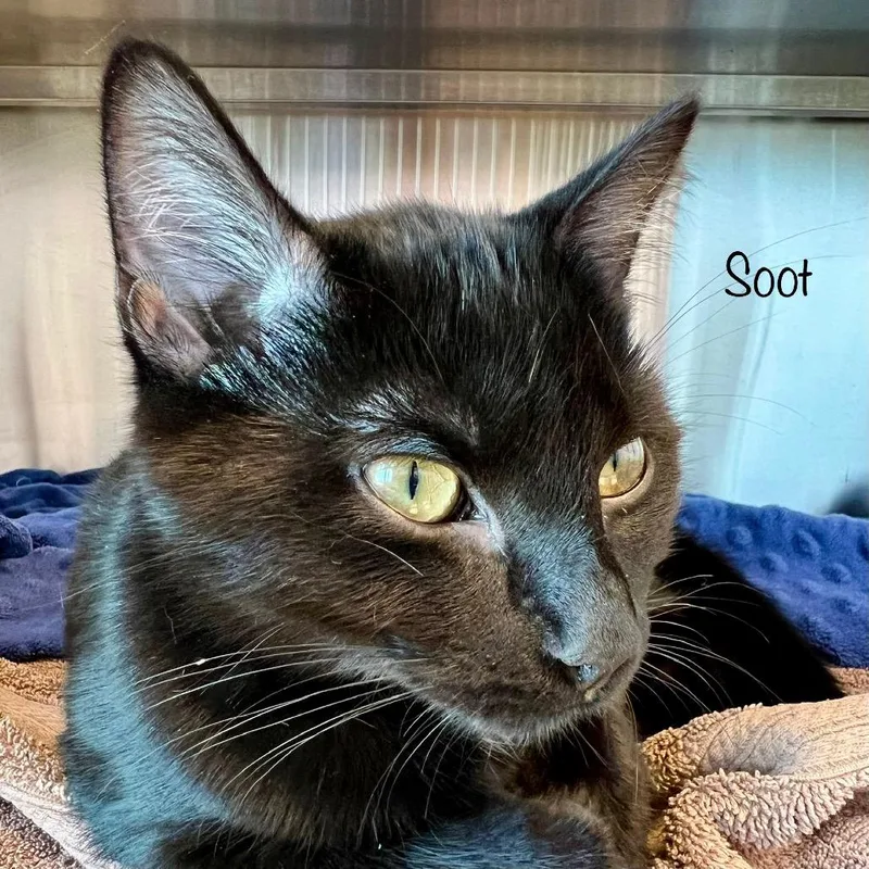A baby medium-sized female Domestic Short Hair cat named Soot for adoption in Madisonville, TN