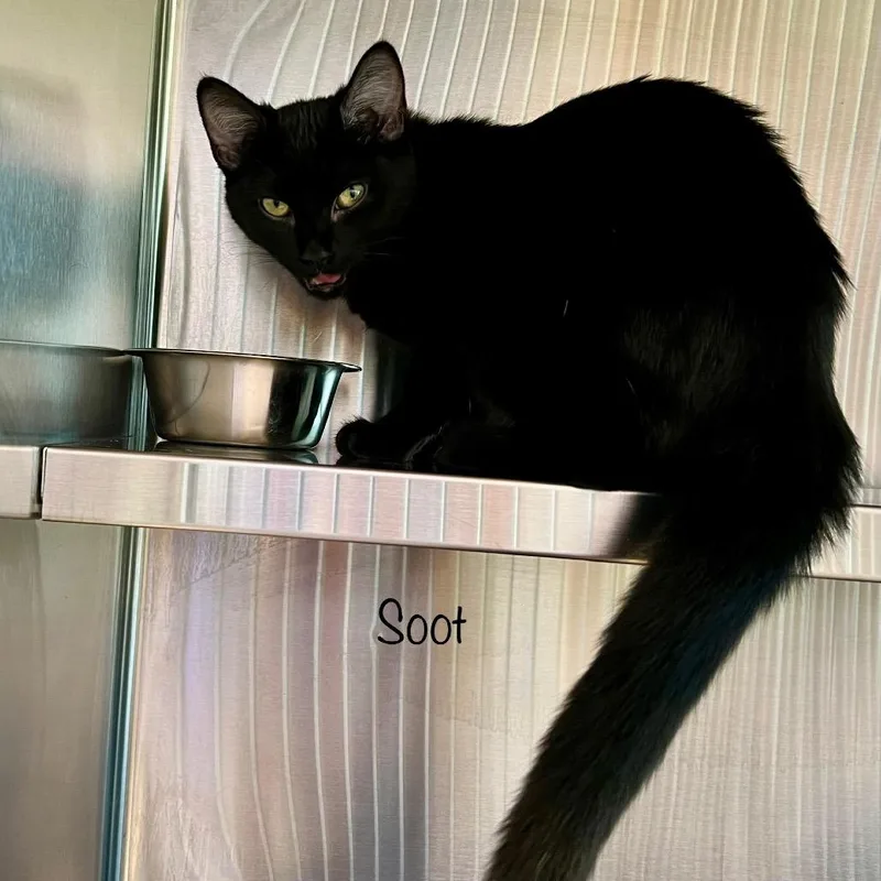 Soot thumbnail 2