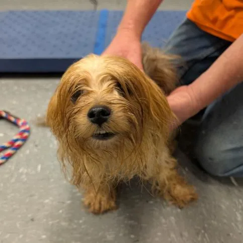 An adult small-sized female Yorkshire Terrier dog named Lala for adoption in Fairfax, VA