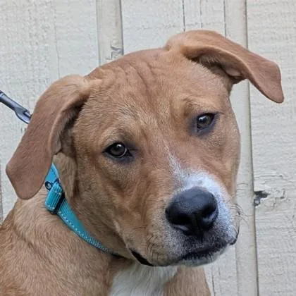 A baby large-sized male Hound dog named Vidalia Parker for adoption in Savannah, GA