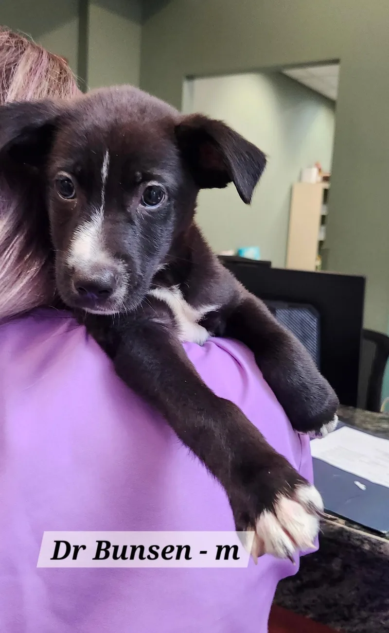 A baby medium-sized male Labrador Retriever dog named Dr Bunsen for adoption in Hillside, IL