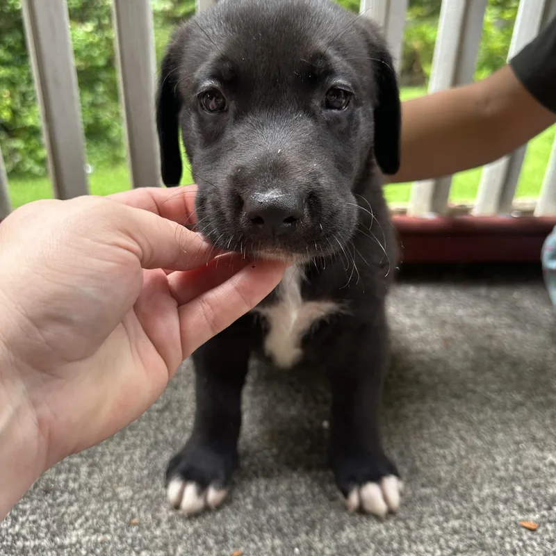 A baby large-sized female Black Labrador Retriever dog named Sassy for adoption in Charleston , WV