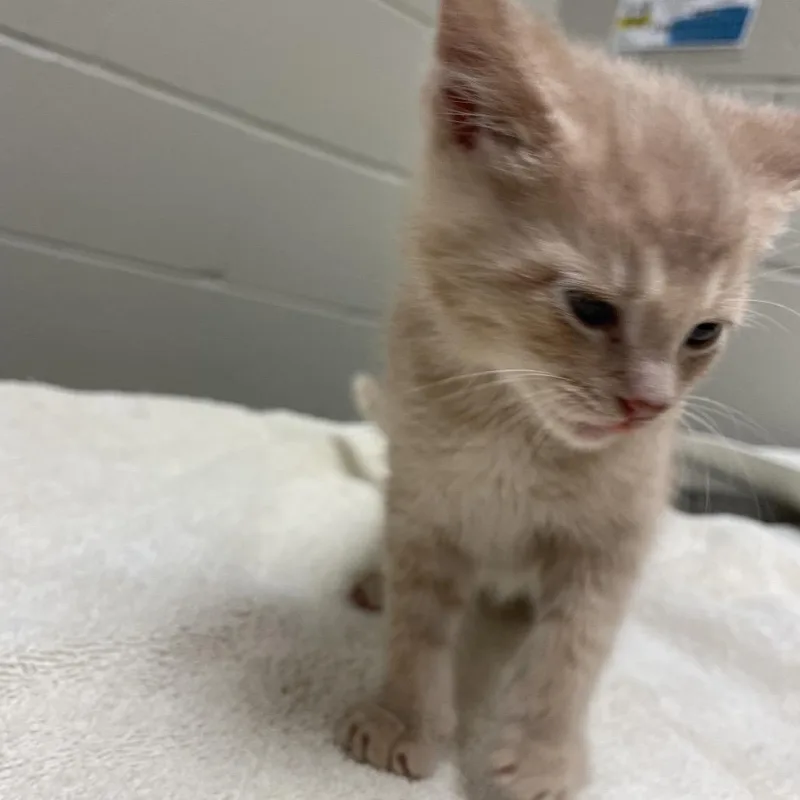 A baby small-sized male Buff / Tan / Fawn Domestic Short Hair cat named Nico for adoption in Bristol, IN