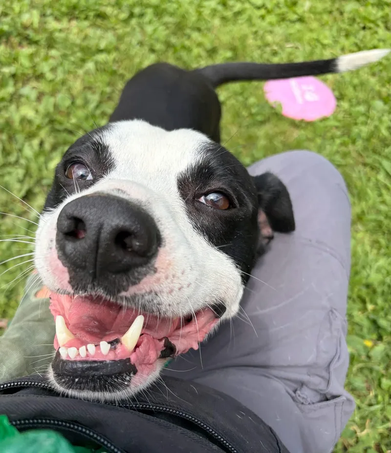 An adult medium-sized male Black Pit Bull Terrier dog named Montorosso for adoption in Chicago, IL