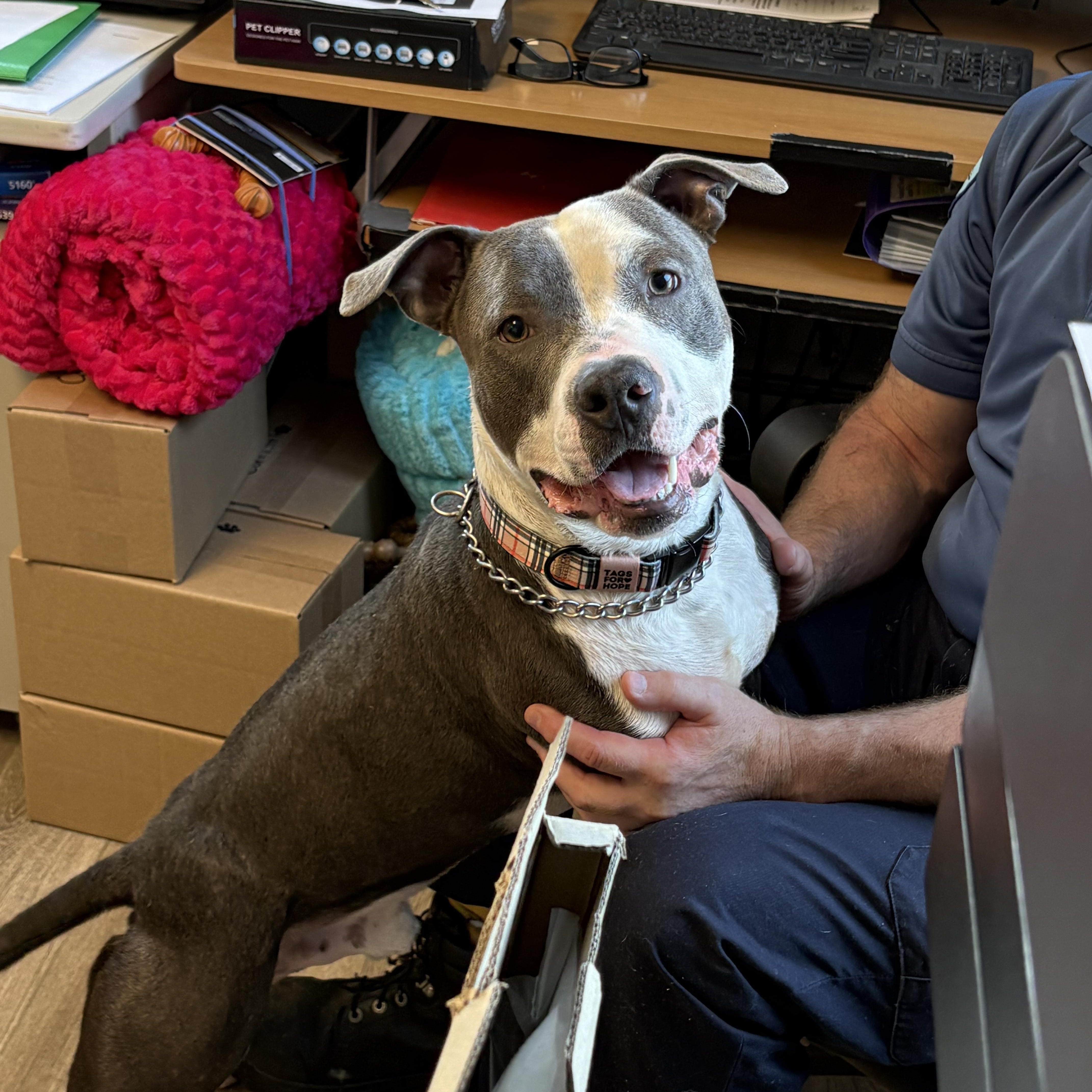 A young medium-sized male Gray / Blue / Silver Pit Bull Terrier dog named Squiggy for adoption in Milford, CT