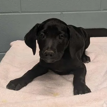 A young large-sized male Labrador Retriever dog named Mercury for adoption in Kansas City, MO