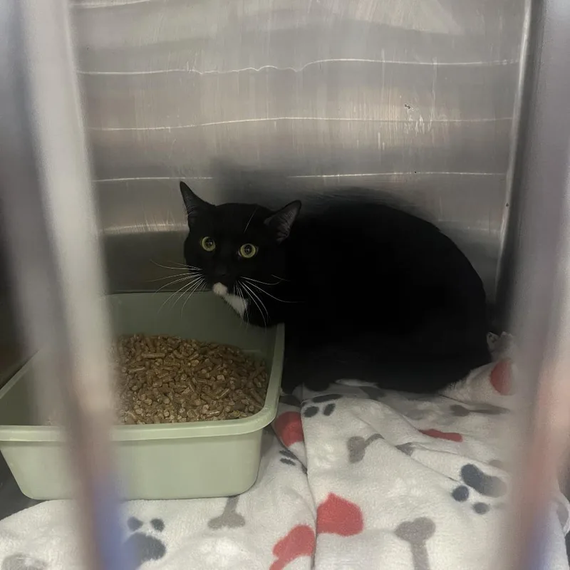 An adult medium-sized male Black Domestic Short Hair cat named Pancake for adoption in Franklin, NC