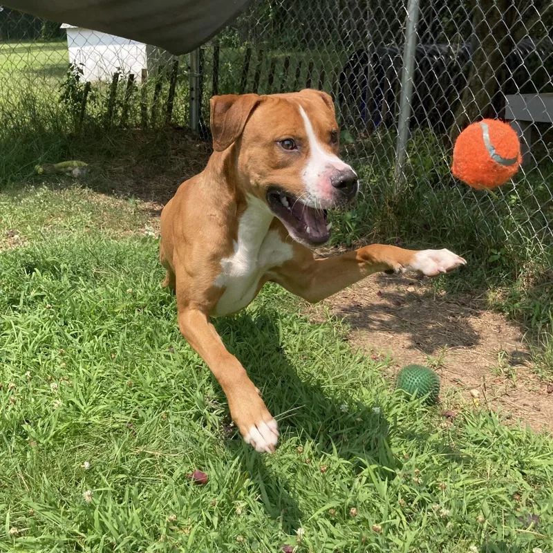 A young large-sized male Red / Chestnut / Orange Mixed Breed dog named Olympian for adoption in Mishawaka, IN