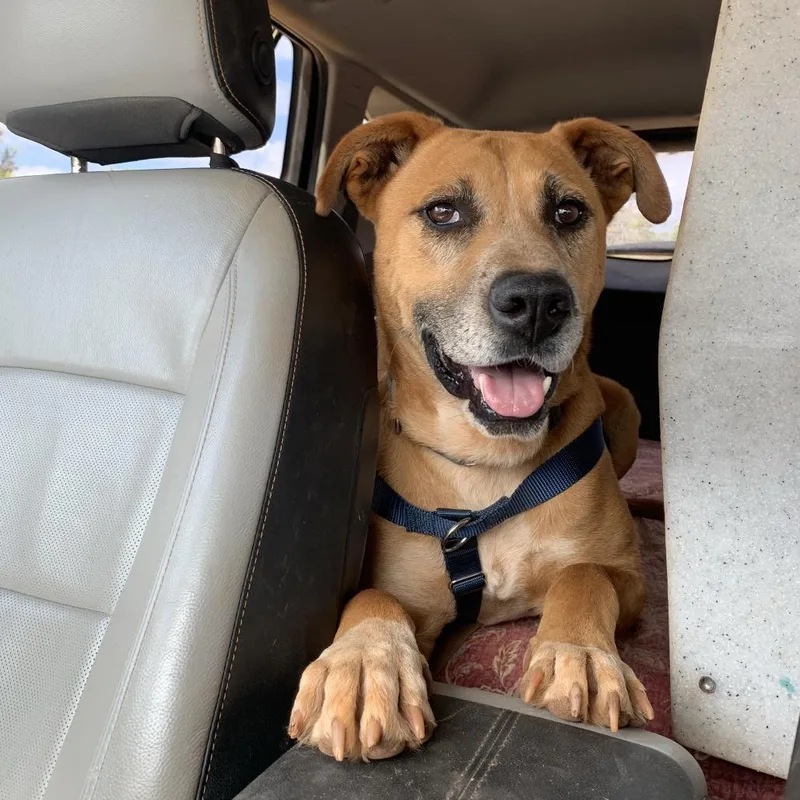An adult large-sized male Brown / Chocolate Labrador Retriever dog named Stone for adoption in Branford, CT