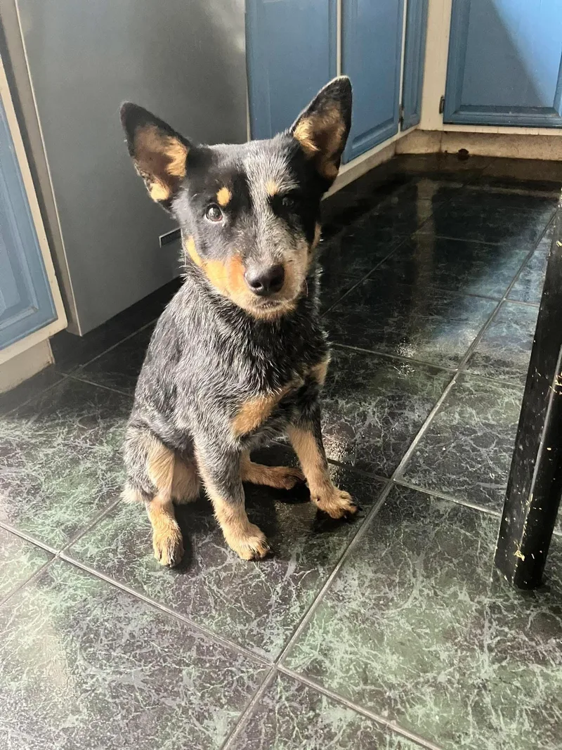 A young medium-sized female Australian Cattle Dog / Blue Heeler dog named Joni for adoption in Pflugerville, TX