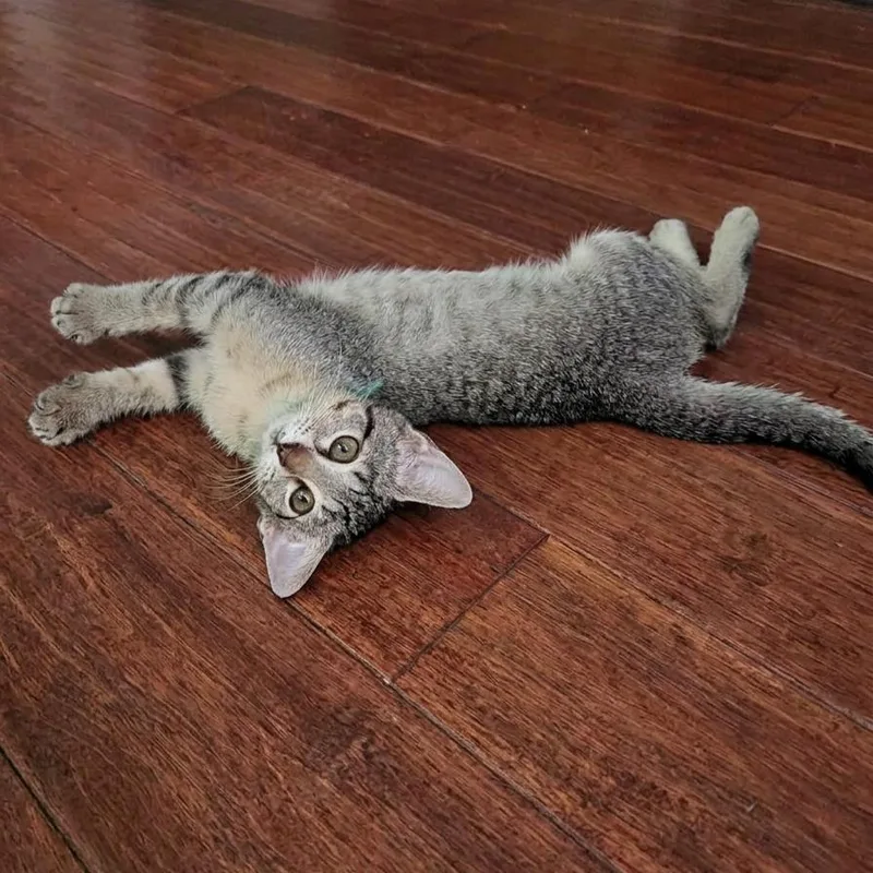 A baby medium-sized female Tabby (Gray / Blue / Silver) Domestic Short Hair cat named Jade for adoption in Allen, TX
