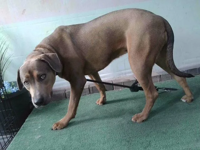 A young extra large-sized female Siberian Husky dog named Happy for adoption in Baldwin Park, CA