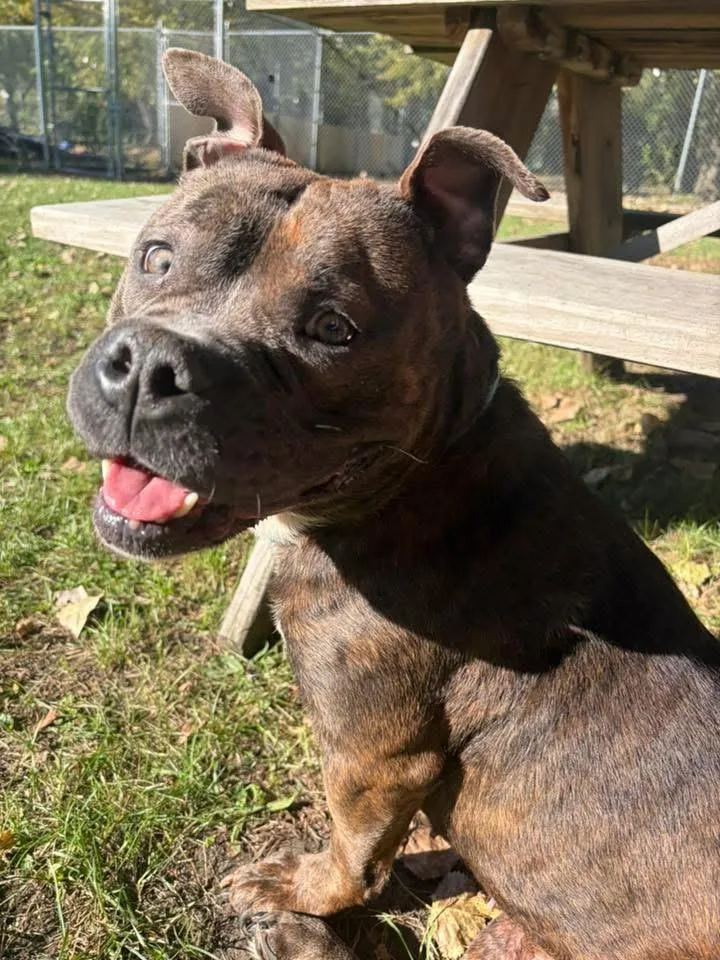 A young medium-sized female Brindle Staffordshire Bull Terrier dog named Romy for adoption in Chicago, IL