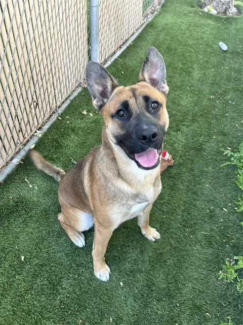 A young large-sized male German Shepherd Dog dog named Bodhi for adoption in Chula Vista, CA