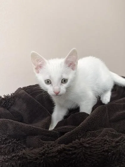 An adult small-sized female Domestic Short Hair cat named Luna for adoption in Barnesville, GA