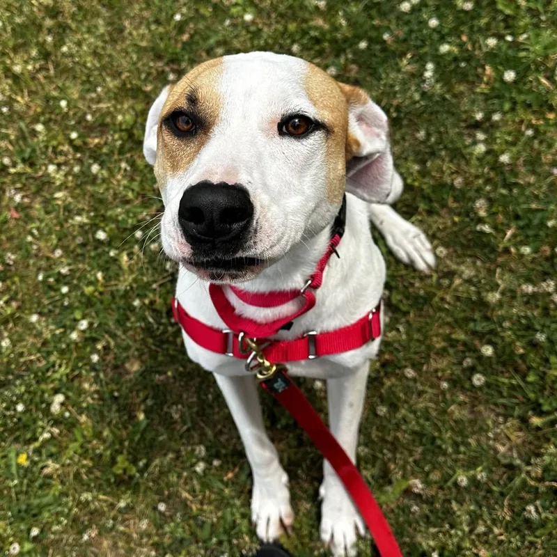 An adult medium-sized female White / Cream Mixed Breed dog named Skarlit for adoption in Hinsdale, IL