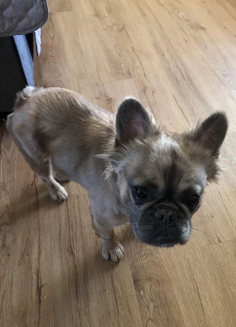 An adult small-sized female Yellow / Tan / Blond / Fawn French Bulldog dog named Bella for adoption in Rochester, NY