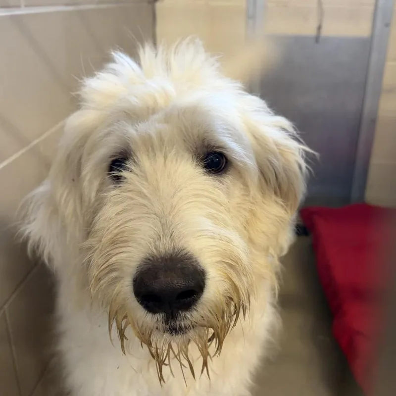 An adult medium-sized male White / Cream Mixed Breed dog named Ruff for adoption in Chattanooga, TN
