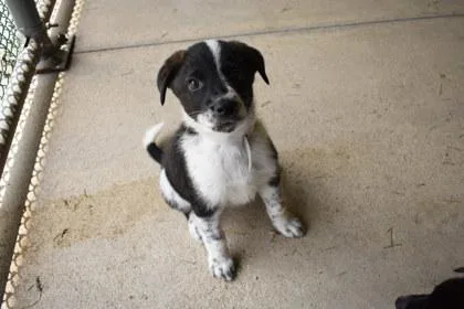 A young large-sized male Australian Cattle Dog / Blue Heeler dog named Bolt for adoption in Kansas City, MO