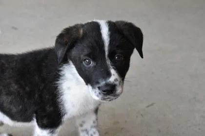 Bolt thumbnail 2