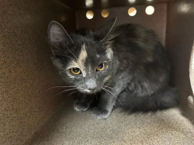 A young small-sized female Domestic Long Hair cat named Sabrina for adoption in Pueblo, CO