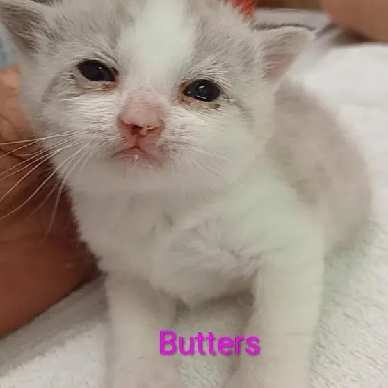 Butters thumbnail 3
