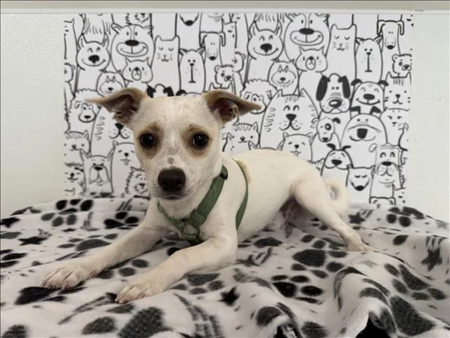 A young small-sized male Chihuahua dog named Mango for adoption in San Pedro, CA